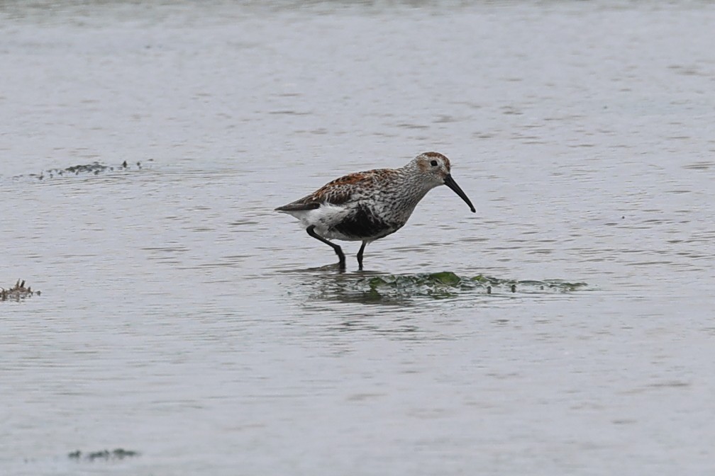 Dunlin - ML619656755