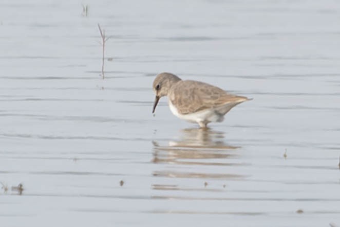 Little Stint - Zebedee Muller