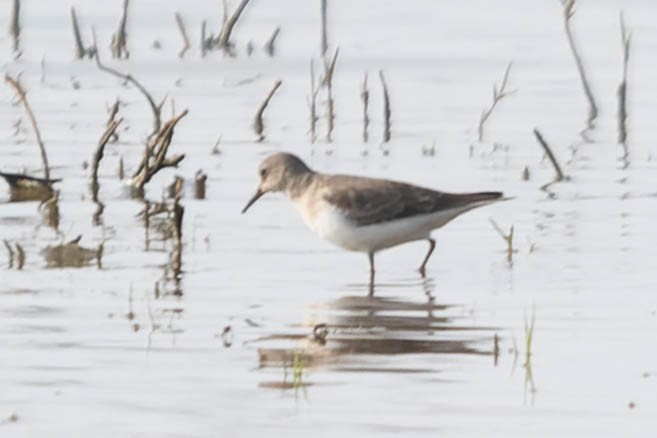 Little Stint - Zebedee Muller