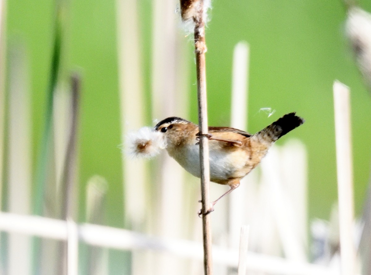 Marsh Wren - FELIX-MARIE AFFA'A