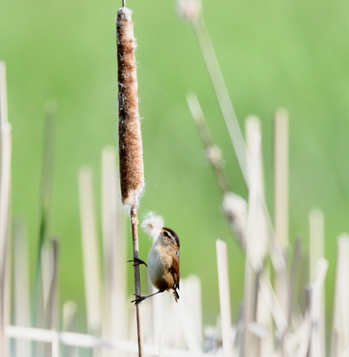 Marsh Wren - FELIX-MARIE AFFA'A