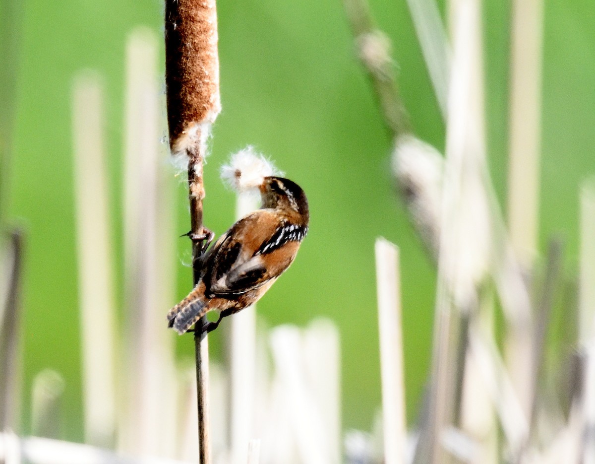 Marsh Wren - FELIX-MARIE AFFA'A