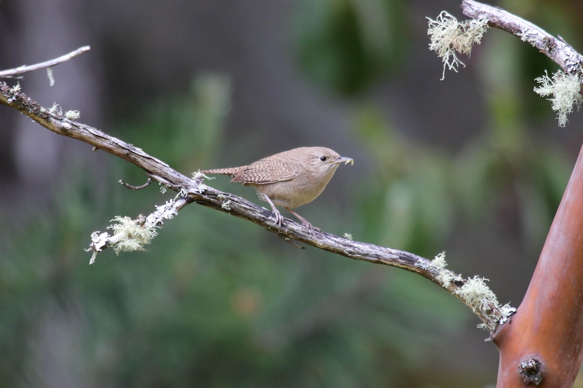 House Wren - Mark Byrne