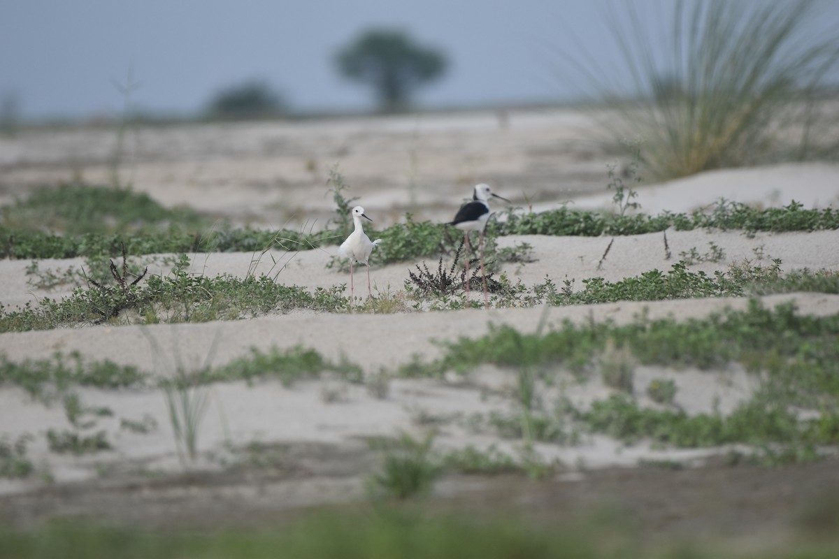 Black-winged Stilt - Gyanchandra Gyani