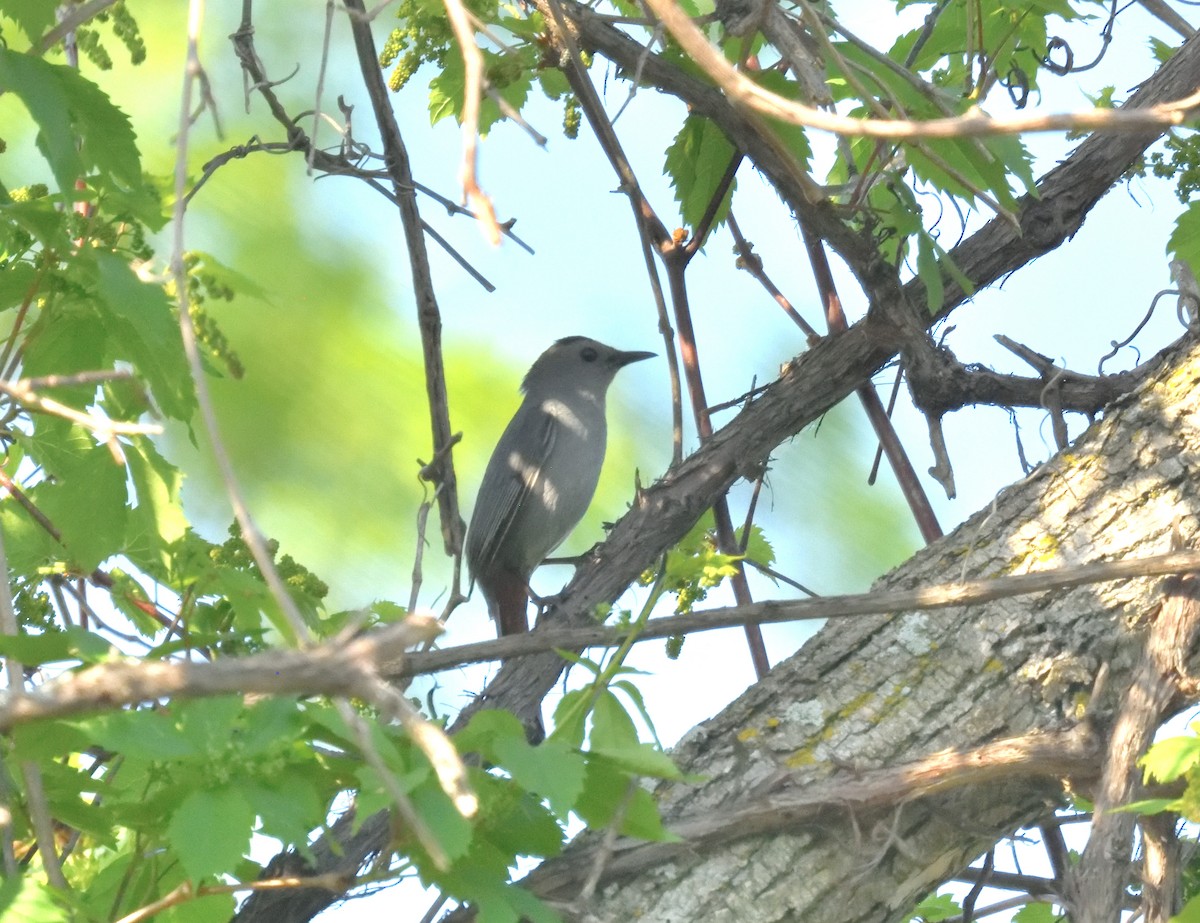 Gray Catbird - FELIX-MARIE AFFA'A