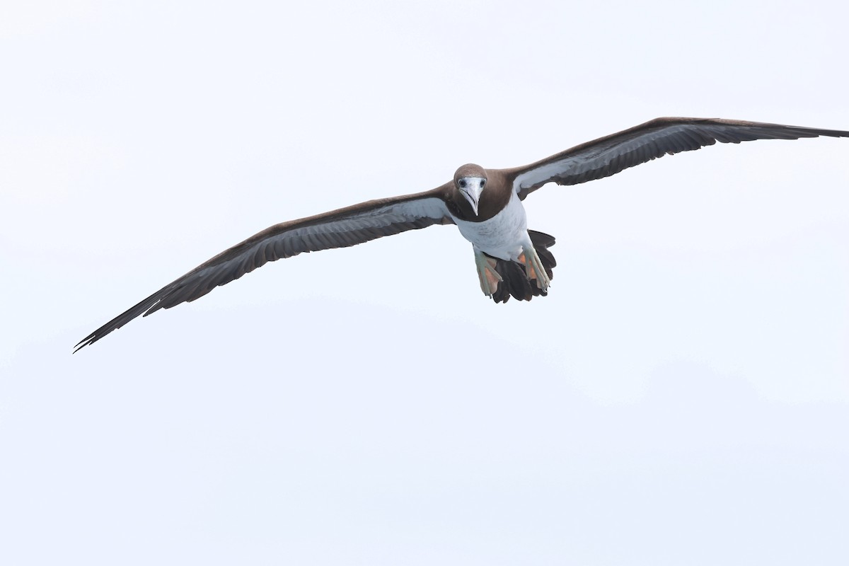 Brown Booby - ML619656771