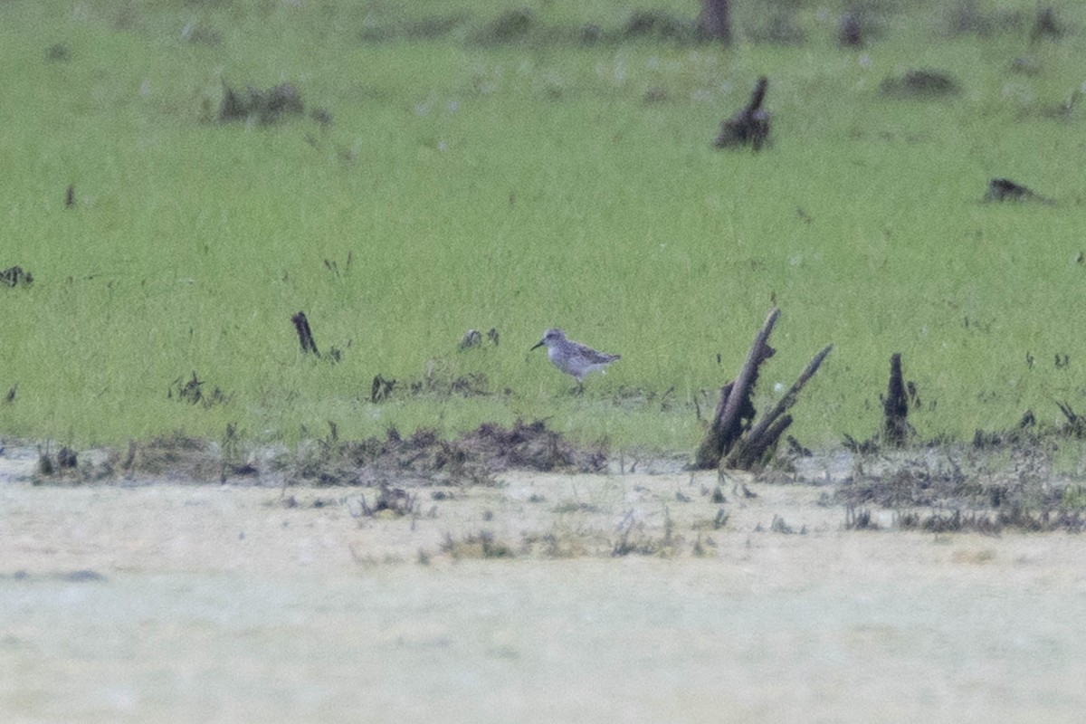 Semipalmated Sandpiper - ML619656772