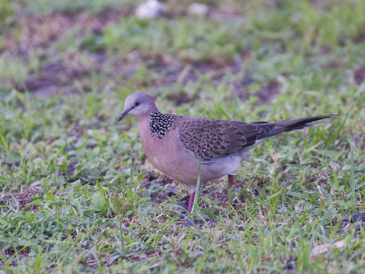 Spotted Dove - ML619656780