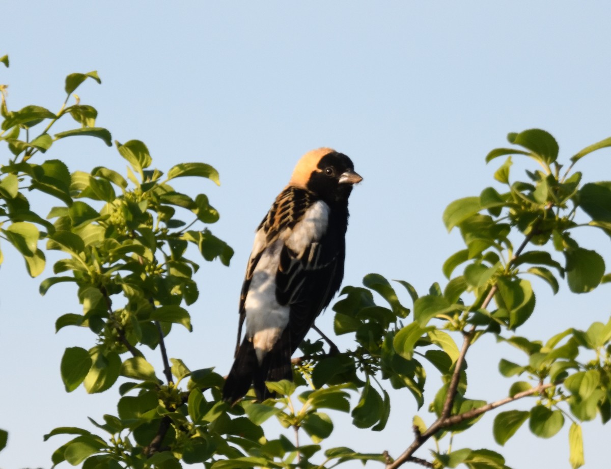 Bobolink - FELIX-MARIE AFFA'A