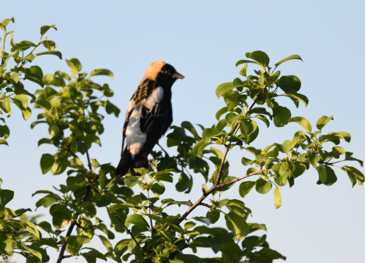 Bobolink - FELIX-MARIE AFFA'A