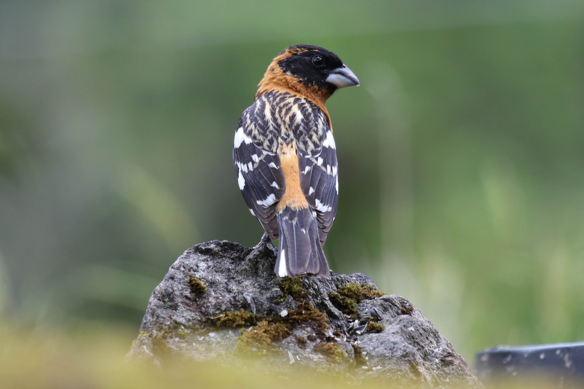 Black-headed Grosbeak - Mark Byrne