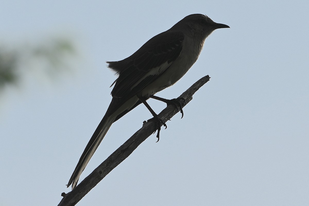 Northern Mockingbird - Chad Ludwig