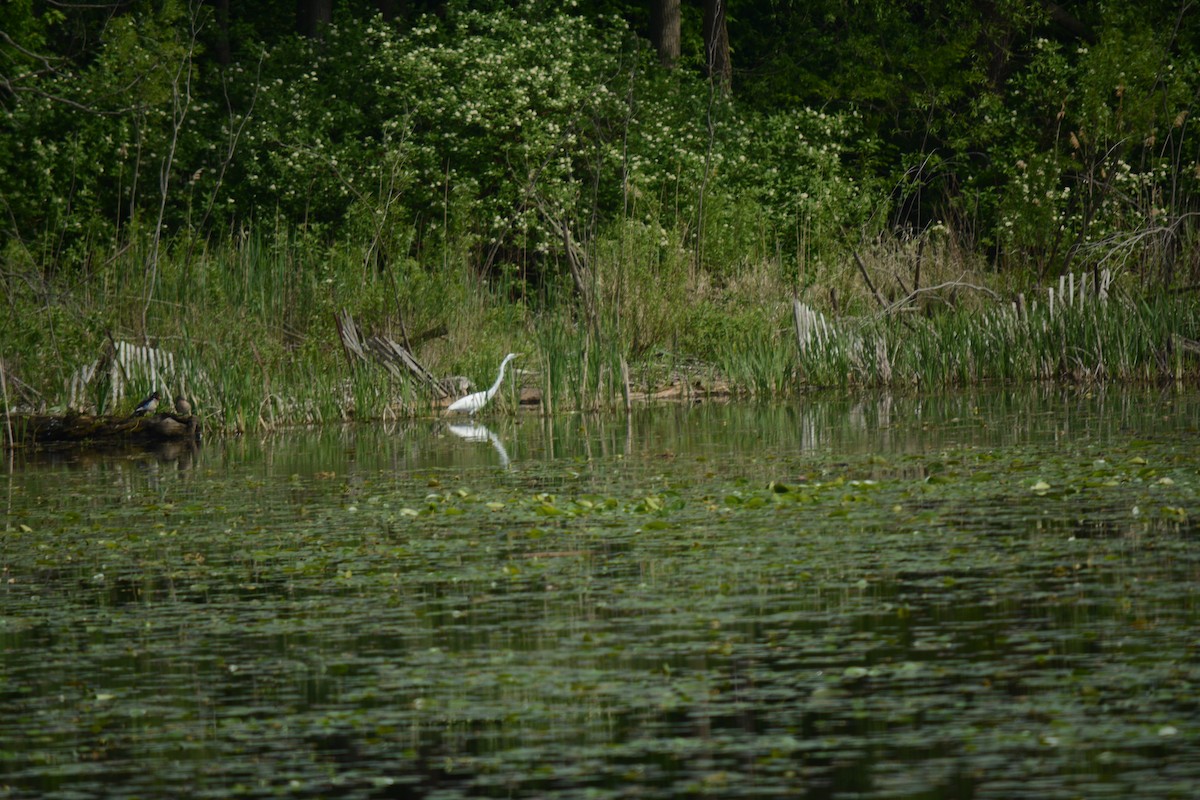 Great Egret - Brinda Datla