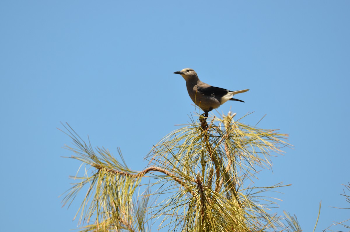 Clark's Nutcracker - Andy Salinas