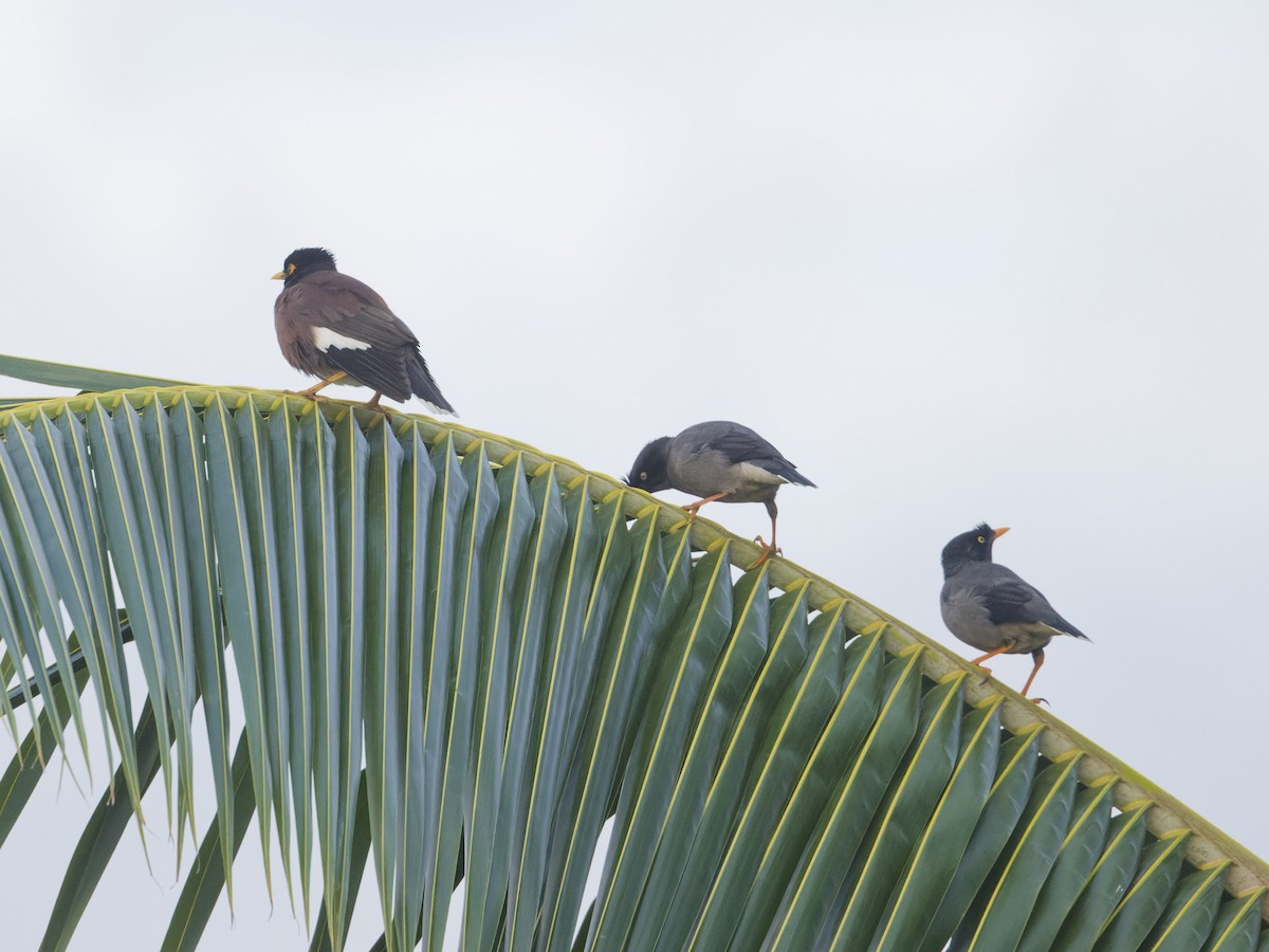 Common Myna - Angus Wilson