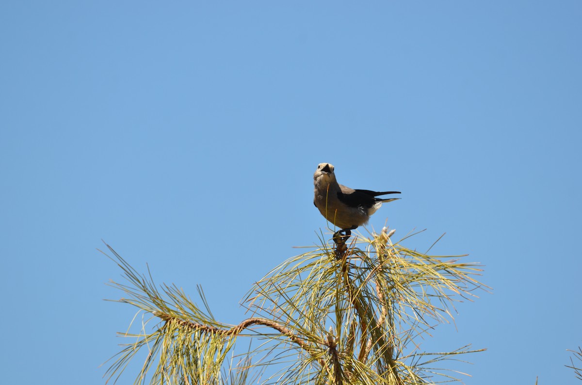 Clark's Nutcracker - Andy Salinas