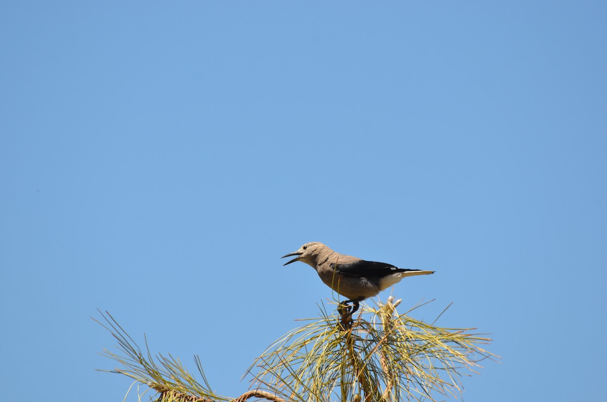 Clark's Nutcracker - Andy Salinas