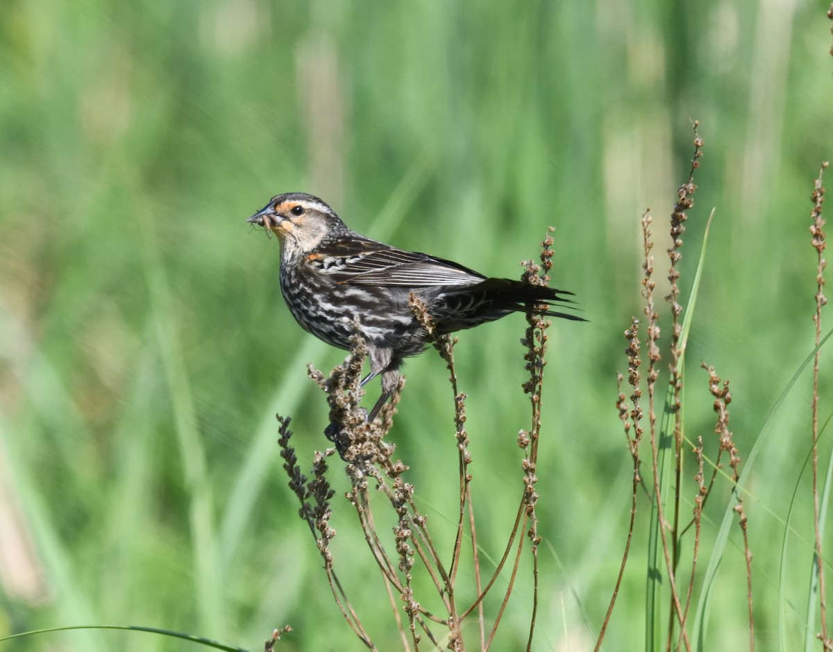 Red-winged Blackbird - FELIX-MARIE AFFA'A