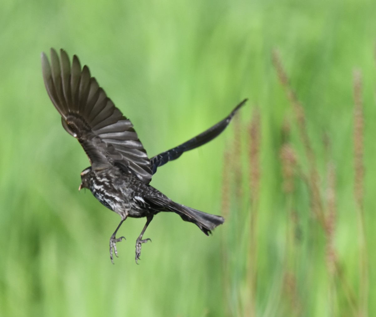 Red-winged Blackbird - FELIX-MARIE AFFA'A