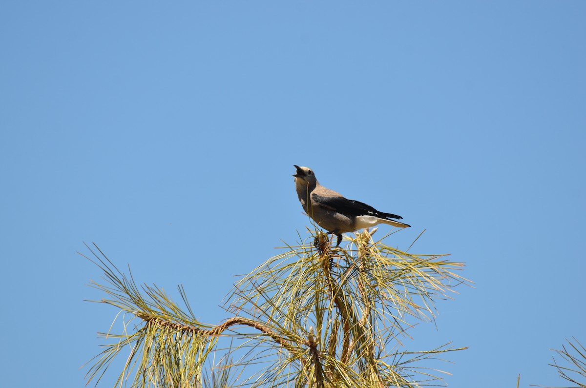 Clark's Nutcracker - Andy Salinas