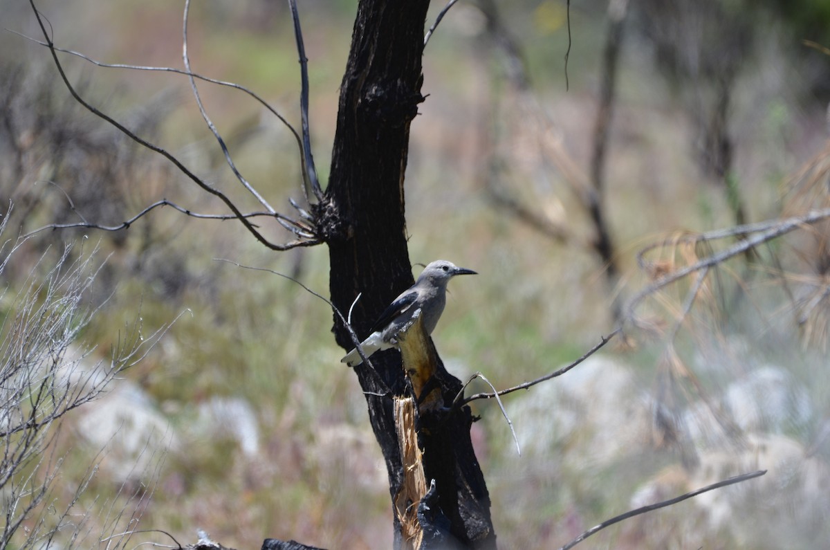 Clark's Nutcracker - Andy Salinas