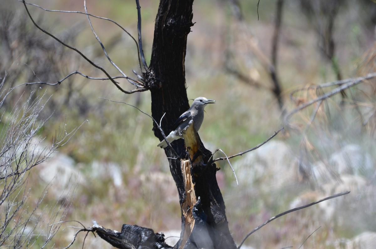 Clark's Nutcracker - Andy Salinas