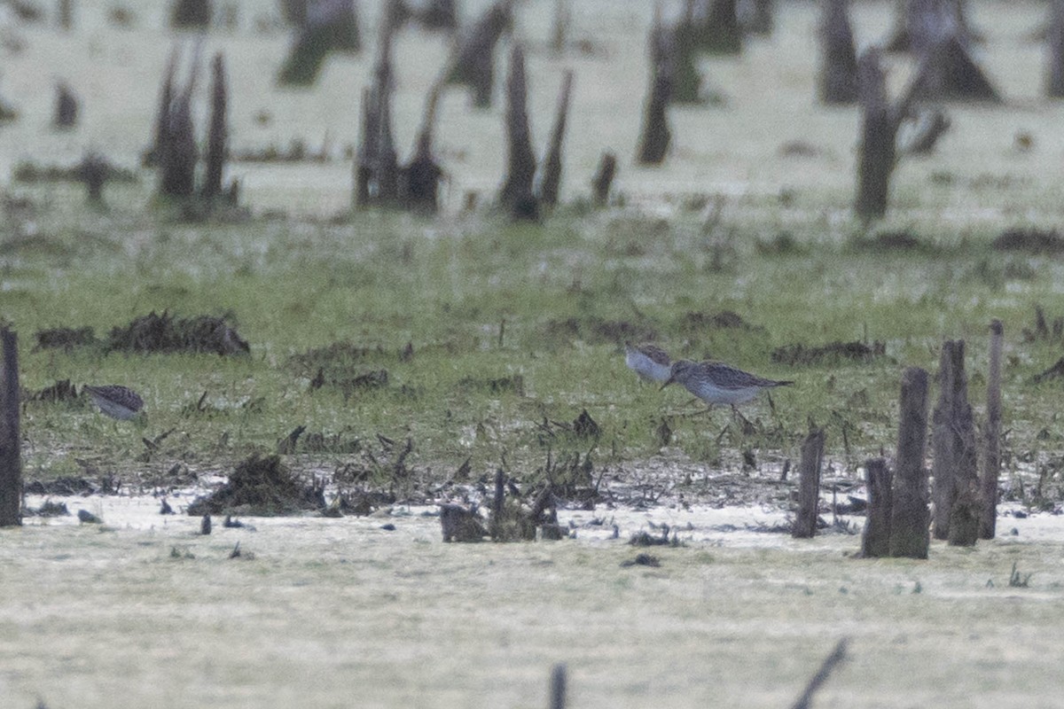 White-rumped Sandpiper - ML619656833