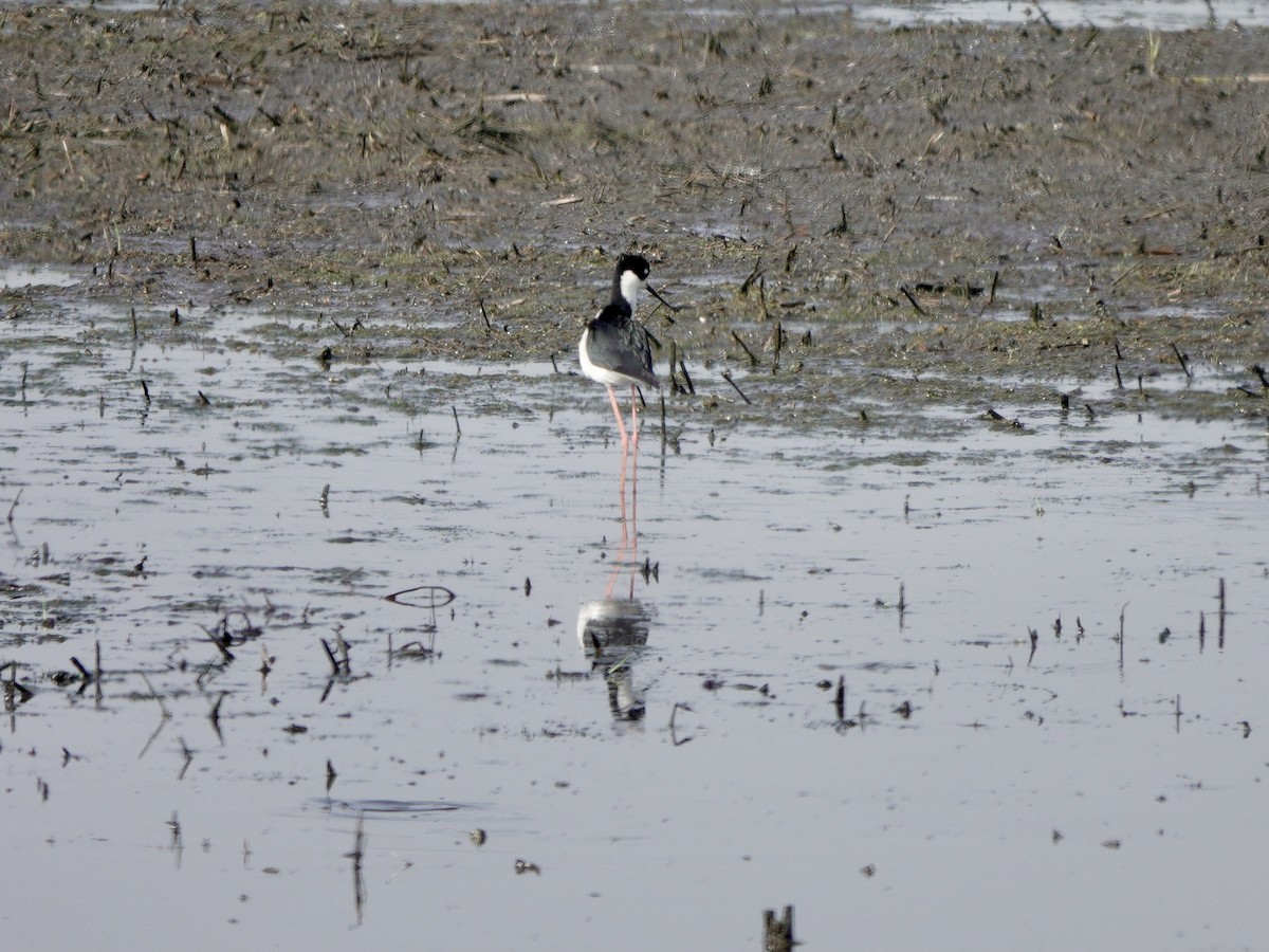 Black-necked Stilt - Yi-Ying Lee