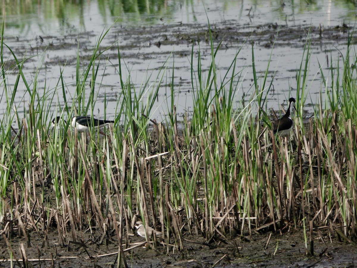 Black-necked Stilt - ML619656837