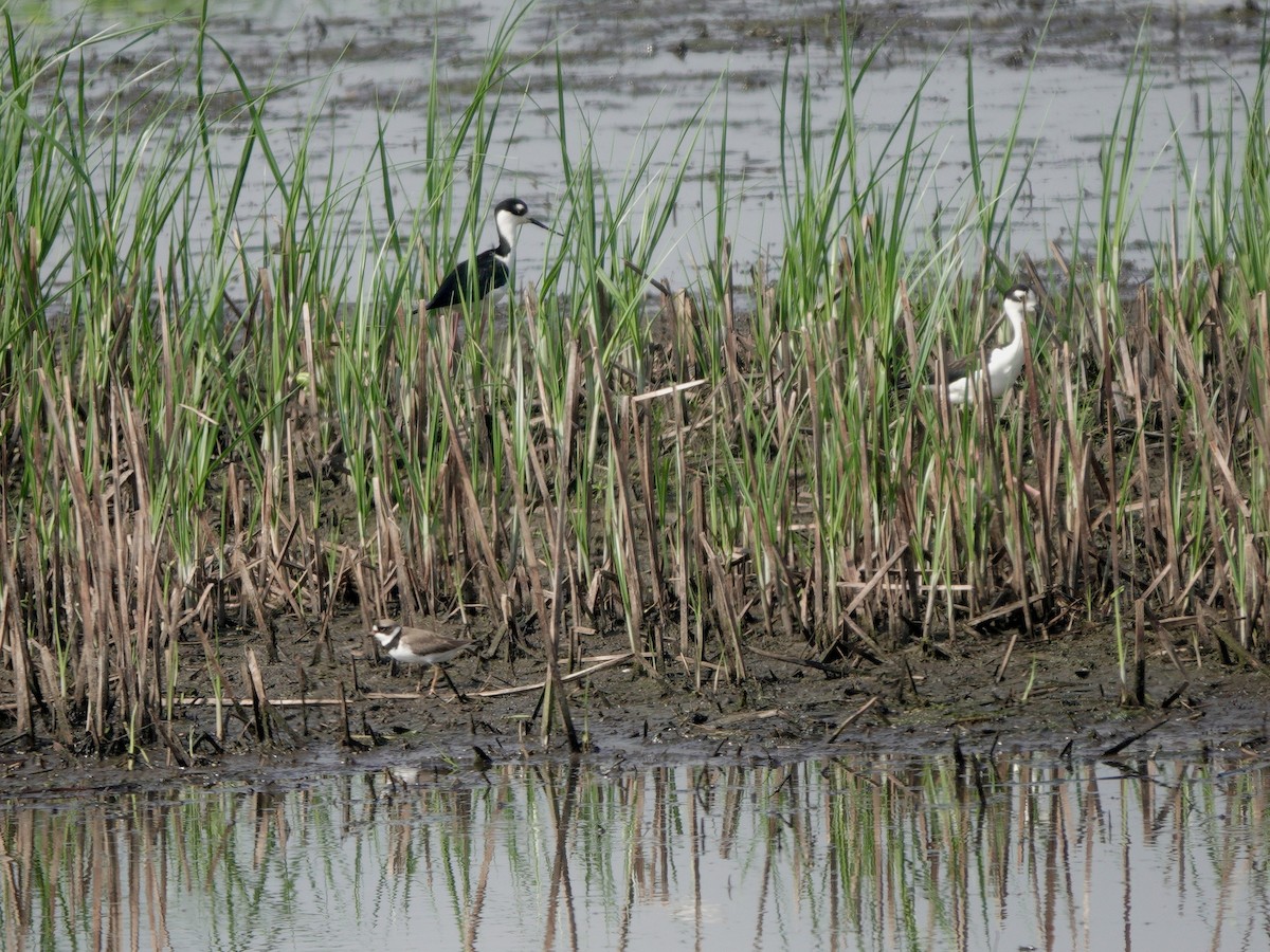 Black-necked Stilt - Yi-Ying Lee