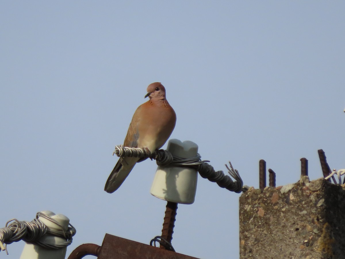 Laughing Dove - Doug Kibbe