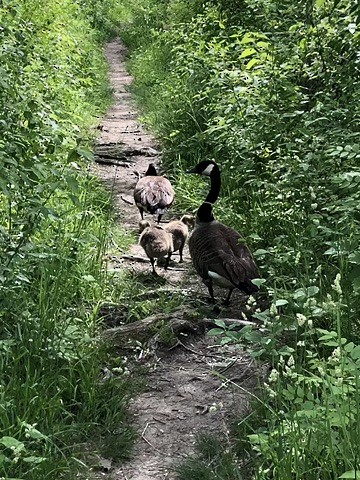 Canada Goose - Anonymous