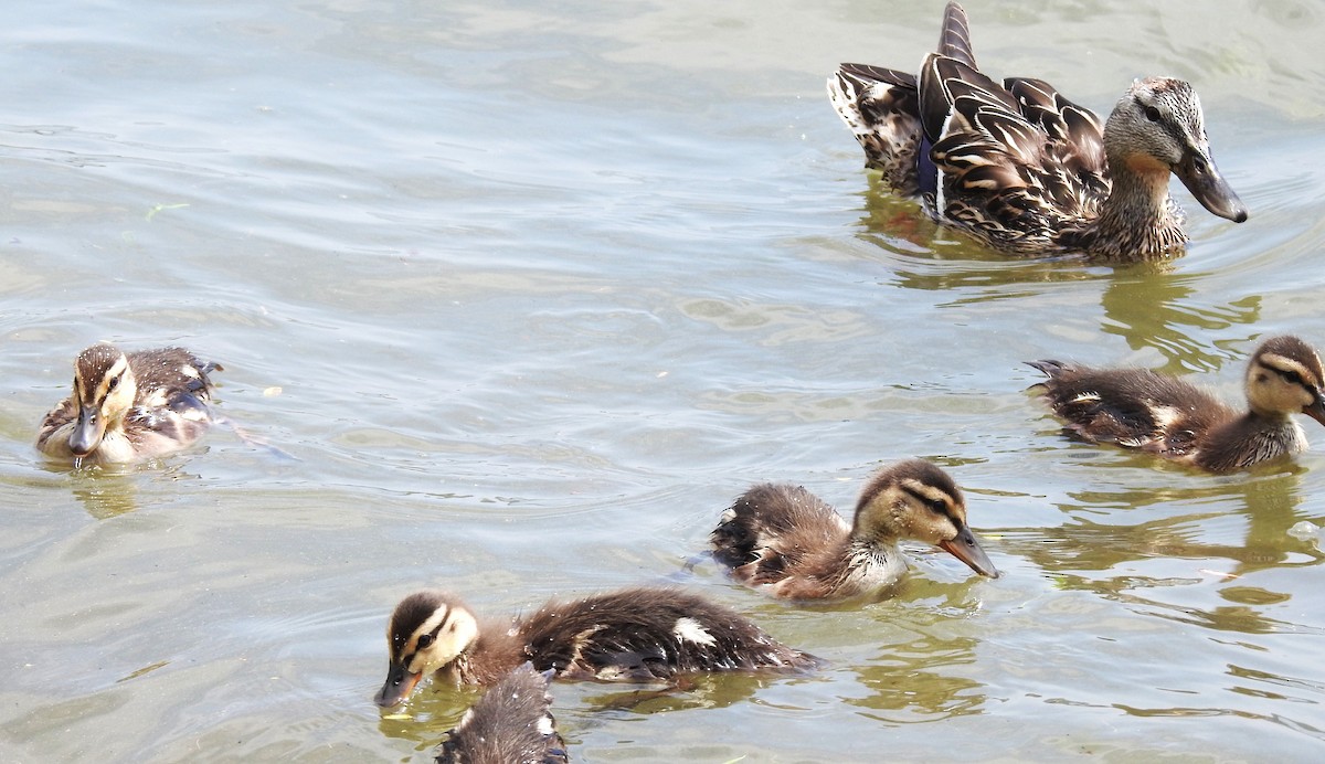 Mallard - Lucio 'Luc' Fazio