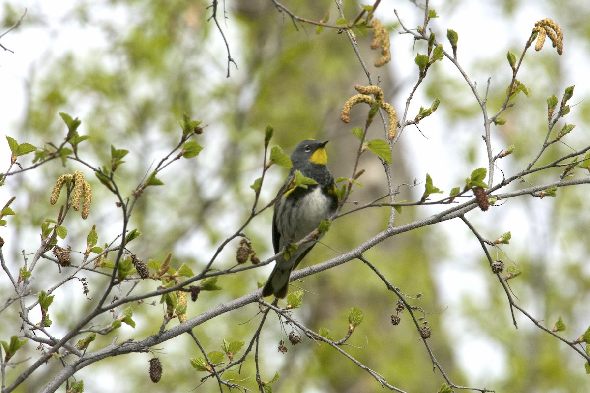 Yellow-rumped Warbler (Audubon's) - Megan Johnson