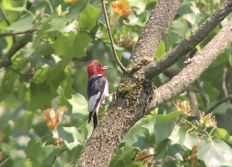 Red-headed Woodpecker - ML619656851