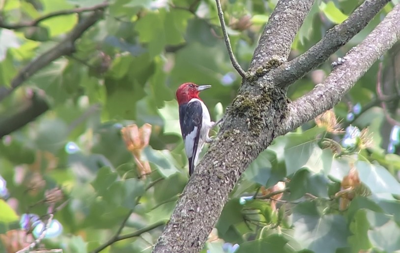 Red-headed Woodpecker - ML619656852