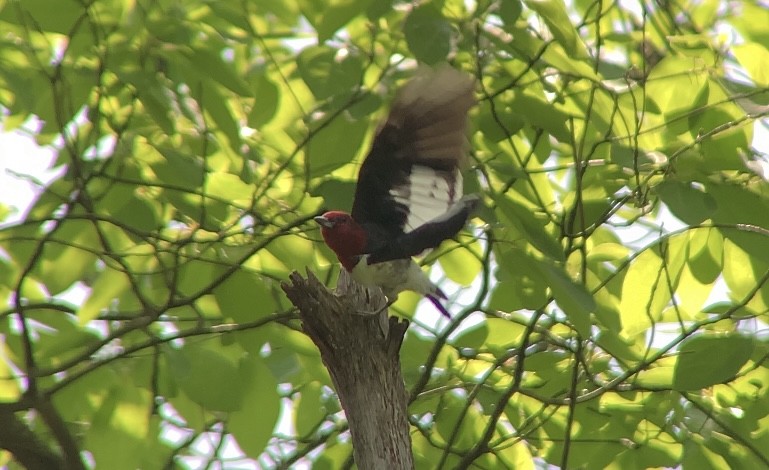 Red-headed Woodpecker - ML619656853