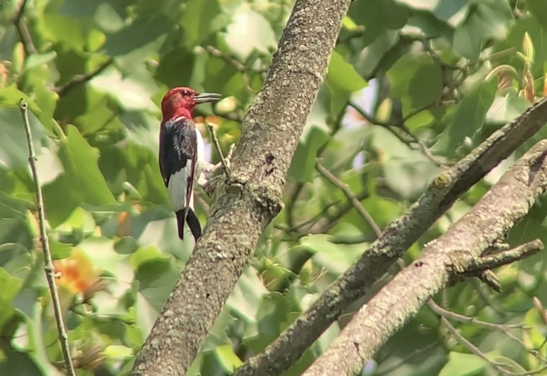 Red-headed Woodpecker - ML619656856