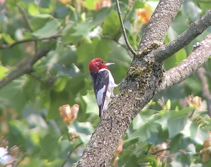 Red-headed Woodpecker - ML619656857