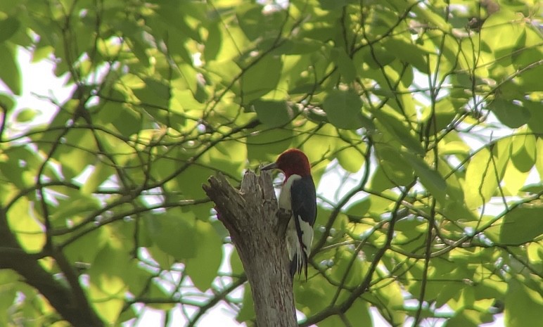 Red-headed Woodpecker - ML619656858