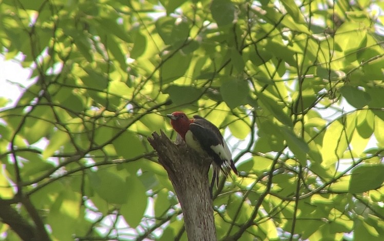 Red-headed Woodpecker - ML619656859