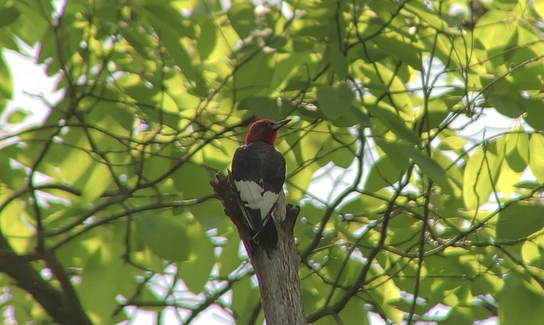 Red-headed Woodpecker - ML619656860