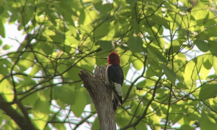 Red-headed Woodpecker - ML619656861