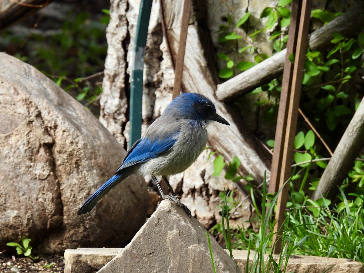 Woodhouse's Scrub-Jay - Susan Ringoen