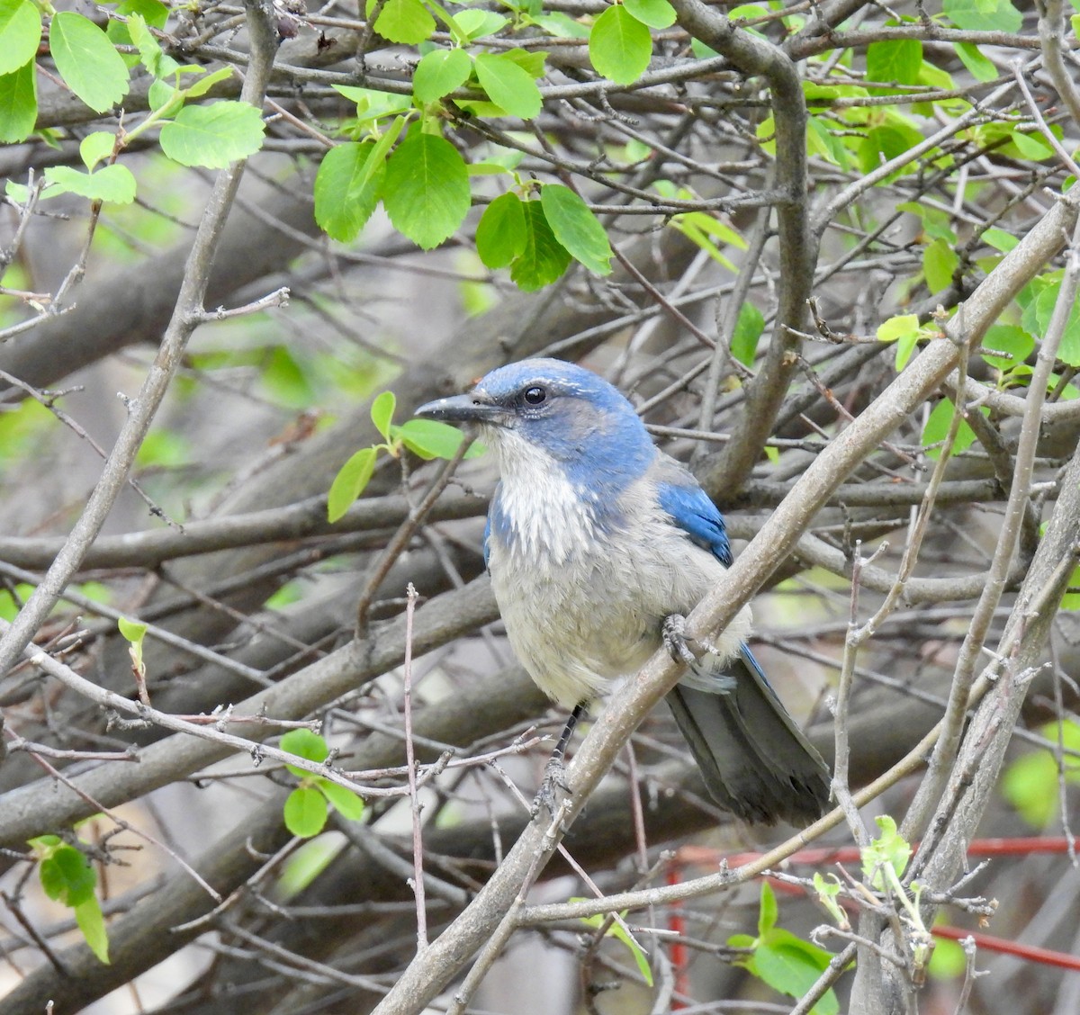 Woodhouse's Scrub-Jay - Susan Ringoen