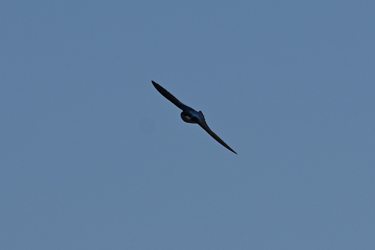 Tree Swallow - Chad Ludwig