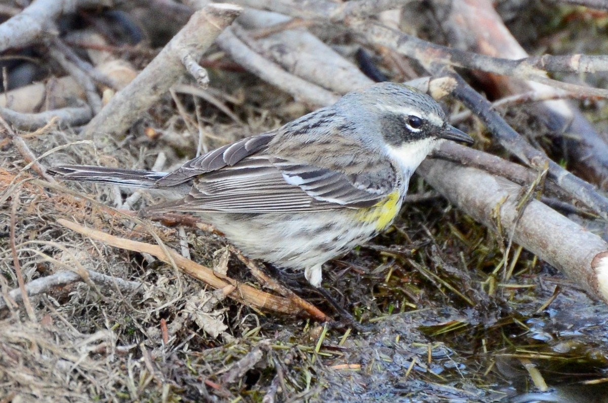 Yellow-rumped Warbler (Myrtle) - Alex Oberg