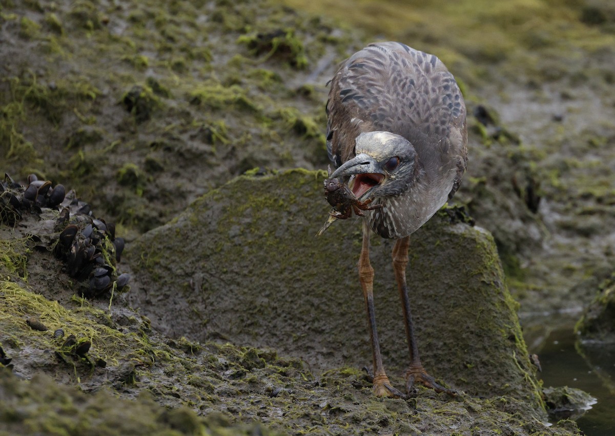 Yellow-crowned Night Heron - michael talley