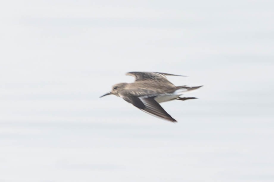 Temminck's Stint - Zebedee Muller