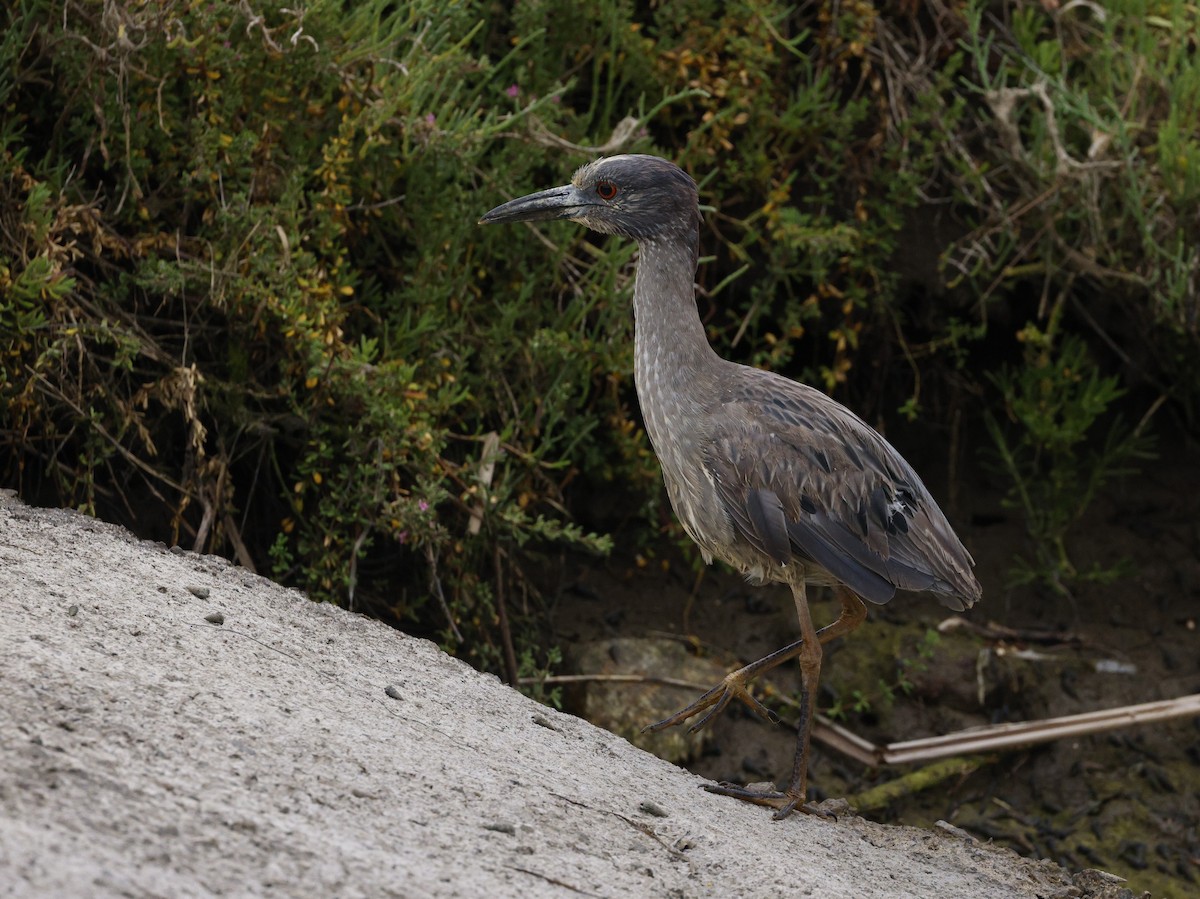 Yellow-crowned Night Heron - michael talley